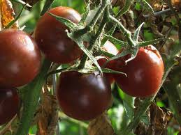 Afbeeldingsresultaat voor black cherry tomato