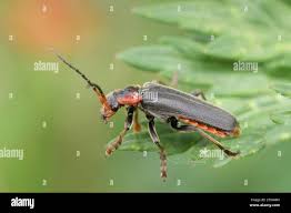 Attēlu rezultāti vaicājumam “Cantharis fusca”