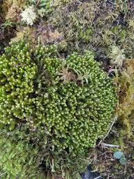 Attēlu rezultāti vaicājumam “Didymodon tophaceus sporophyte”