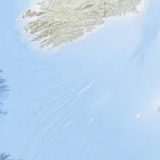 Attēlu rezultāti vaicājumam “Asaphidion pallipes”