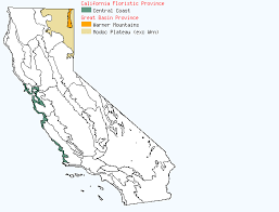 Attēlu rezultāti vaicājumam “Sonchus arvensis subsp. uliginosus fruit”