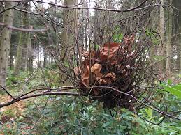 Attēlu rezultāti vaicājumam “Taphrina betulina”