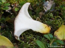 Attēlu rezultāti vaicājumam “Gomphidius glutinosus”