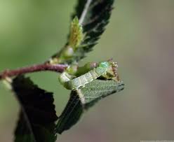 Attēlu rezultāti vaicājumam “Lacanobia contigua larva”