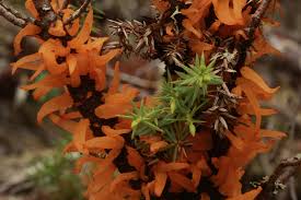 Attēlu rezultāti vaicājumam “Gymnosporangium sp.”