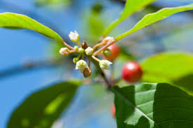 Attēlu rezultāti vaicājumam “Frangula alnus”