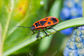 Attēlu rezultāti vaicājumam “Pyrrhocoris apterus”