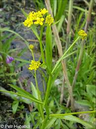 Attēlu rezultāti vaicājumam “Rorippa amphibia”