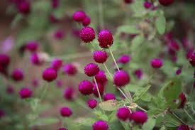 Attēlu rezultāti vaicājumam “Amaranthaceae”