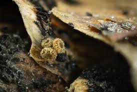 Attēlu rezultāti vaicājumam “Propolis farinosa”