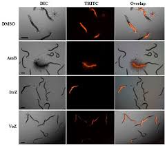 Attēlu rezultāti vaicājumam “Comatricha elegans var. microspora macro”