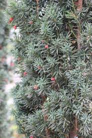 Attēlu rezultāti vaicājumam “Taxus”