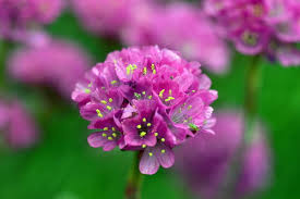 Image result for Grasnelke