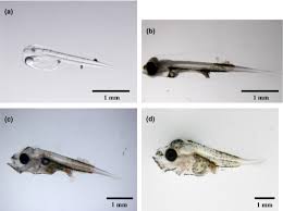 Image result for Pseudocaranx dentex