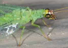 Attēlu rezultāti vaicājumam “Chrysopa”