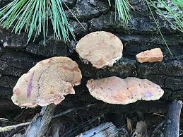 Attēlu rezultāti vaicājumam “Hapalopilus croceus”