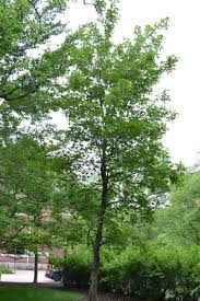 Attēlu rezultāti vaicājumam “Acer pseudoplatanus”