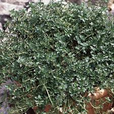 Attēlu rezultāti vaicājumam “Thymus pulegioides fruit”