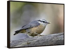 Image result for Sitta canadensis