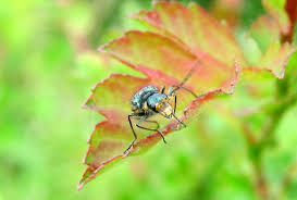 Attēlu rezultāti vaicājumam “Malachidae”