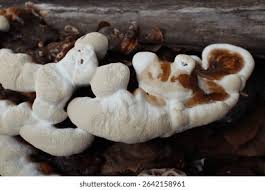 Attēlu rezultāti vaicājumam “Hydnellum aurantiacum”