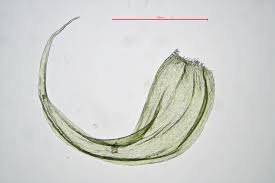 Attēlu rezultāti vaicājumam “Ptilium crista-castrensis sporophyte”