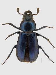 Attēlu rezultāti vaicājumam “Platycerus caraboides”