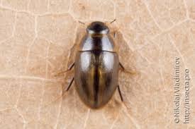 Attēlu rezultāti vaicājumam “Bitoma crenata imago”