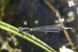 Attēlu rezultāti vaicājumam “Coenagrion armatum male”