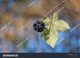 Attēlu rezultāti vaicājumam “Eleutherococcus sessiliflorus”