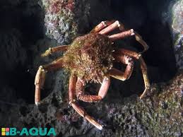 Image result for Maja brachydactyla