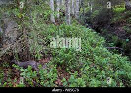 Attēlu rezultāti vaicājumam “Bonasa bonasia eggs”