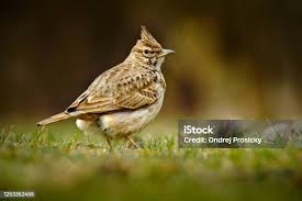 Image result for Galerida cristata