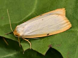 Attēlu rezultāti vaicājumam “Cybosia mesomella”