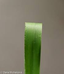 Attēlu rezultāti vaicājumam “Hordelymus europaeus leaf”