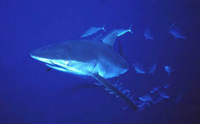 Image result for Carcharhinus falciformis