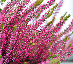Attēlu rezultāti vaicājumam “Calluna vulgaris”