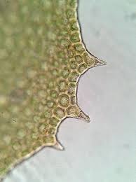 Attēlu rezultāti vaicājumam “Plagiochila porelloides sporophyte”