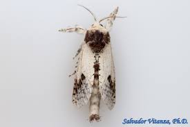 Attēlu rezultāti vaicājumam “Cossidae”