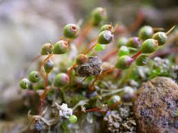 Attēlu rezultāti vaicājumam “Pleuridium subulatum”