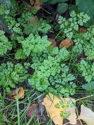 Image result for Anthriscus cerefolium