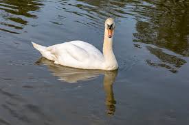 Image result for Sussex Swans