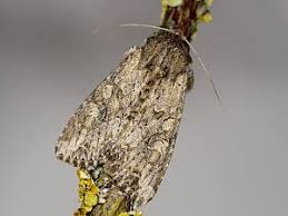 Attēlu rezultāti vaicājumam “Apamea sordens”