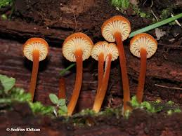 Attēlu rezultāti vaicājumam “Hygrocybe cantharellus”
