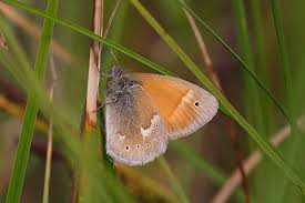 Attēlu rezultāti vaicājumam “Coenonympha tullia”