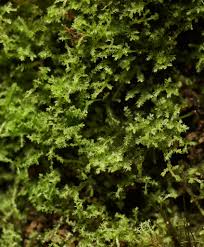 Attēlu rezultāti vaicājumam “Kurzia pauciflora”