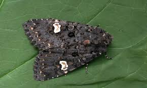 Attēlu rezultāti vaicājumam “Melanchra persicariae imago”