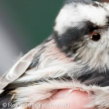 Attēlu rezultāti vaicājumam “Aegithalos caudatus”