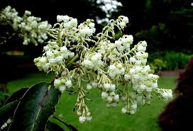Attēlu rezultāti vaicājumam “Ericaceae”