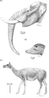 Attēlu rezultāti vaicājumam “Artiodactyla”